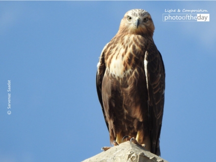 Glory by Sarvenaz Saadat - Wildlife Photography, Photo of the Day, Photography Awards, Art Photography, Online Photography Courses