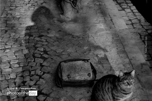 The Cat by Fidan Nazim Qizi - Photojournalism, Black and White Photography, Art Photography, Photography Awards, Photo of the Day