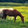Wildlife Photography, Photo of the Day, Photography Awards, Colorado Photography, Art Photography – Outdoor Mustangs of Leadville by Zara Otaifah Outdoor Mustangs of Leadville by Zara Otaifah - Wildlife Photography, Photo of the Day, Photography Awards, Colorado Photography, Art Photography