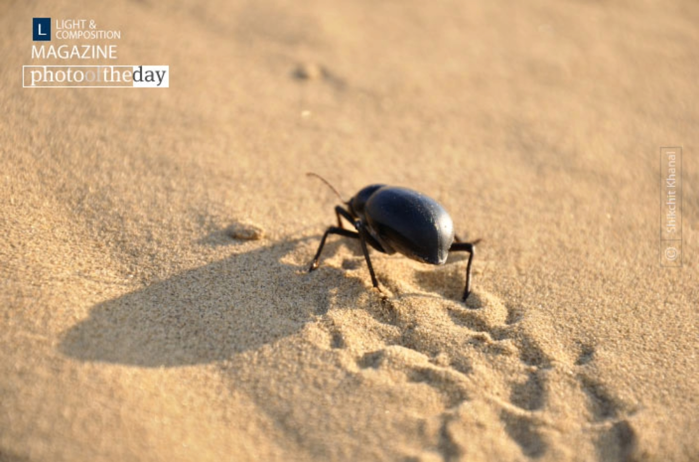 Wandering Beetle by Shikchit Khanal - Close-Up Photography, Nature Photography, Photo of the Day, Shikchit Khanal, Photography Education