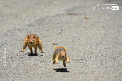 Yellow Boots by Sarvenaz Saadat - Wildlife Photography, Photo of the Day, Photography Awards, Art Photography, Online Photography Courses