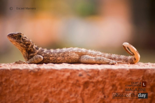 Iguana by Escael Arsenio Marrero Avila - Wildlife Photography, Iguana, Photo of the Day, Nature Photography, Photography Awards