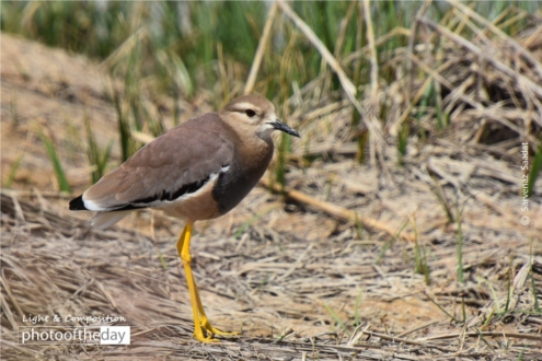 Yellow Boots by Sarvenaz Saadat - Wildlife Photography, Photo of the Day, Photography Awards, Art Photography, Online Photography Courses