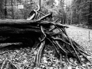 Roots! by Anna Cicala