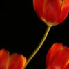Tulips by Ana Sylvia Encinas - Art Photography, Tulip Photography, Photography Awards, Online Photography Courses, Light & Composition University