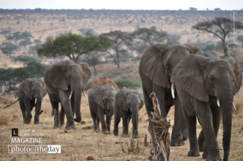 Elephants Walk by Ryszard Wierzbicki - Wildlife Photography, Elephants, Ryszard Wierzbicki, Photo of the Day, Photography Awards