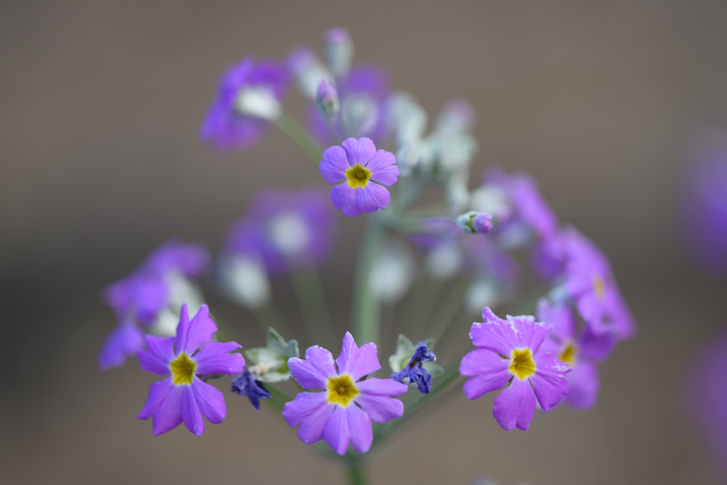 Purple Flowers, Photography, Flower Photography, Photo of the Day, Light & Composition University - Purple Flowers by Leanne Lindsay Purple Flowers by Leanne Lindsay - Purple Flowers, Photography, Flower Photography, Photo of the Day, Light & Composition University