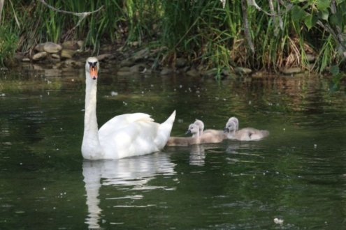 Family of Swans by Giulia Avona - Nature Photography, Family of Swans, Wildlife Photography, Giulia Avona, Photo of the Day