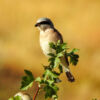 Red-Backed Shrike by Sarvenaz Saadat - Red-Backed Shrike, Wildlife Photography, Nature Photography, Photo of the Day, Light & Composition University