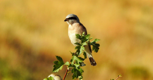Red-Backed Shrike by Sarvenaz Saadat - Red-Backed Shrike, Wildlife Photography, Nature Photography, Photo of the Day, Light & Composition University