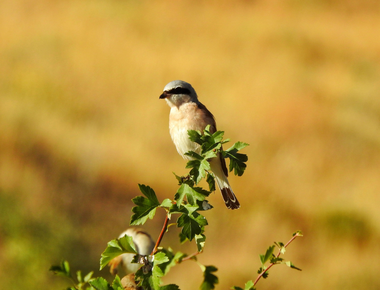 Red-Backed Shrike by Sarvenaz Saadat - Red-Backed Shrike, Wildlife Photography, Nature Photography, Photo of the Day, Light & Composition University