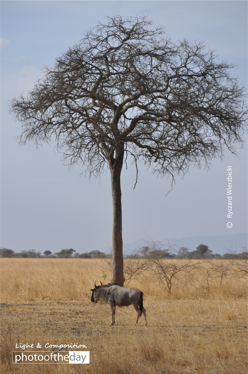 Serengeti Gnu by Ryszard Wierzbicki - Wildlife Photography, Serengeti, Gnu, Ryszard Wierzbicki, Photo of the Day