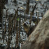 Short-Clawed Otter in the Sundarbans by Saniar Rahman Rahul - Wildlife Photography, Photojournalism, Nature Photography, Photo of the Day, Light & Composition University