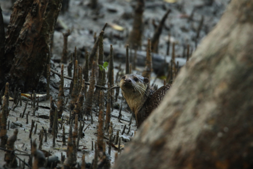 Short-Clawed Otter in the Sundarbans by Saniar Rahman Rahul - Wildlife Photography, Photojournalism, Nature Photography, Photo of the Day, Light & Composition University