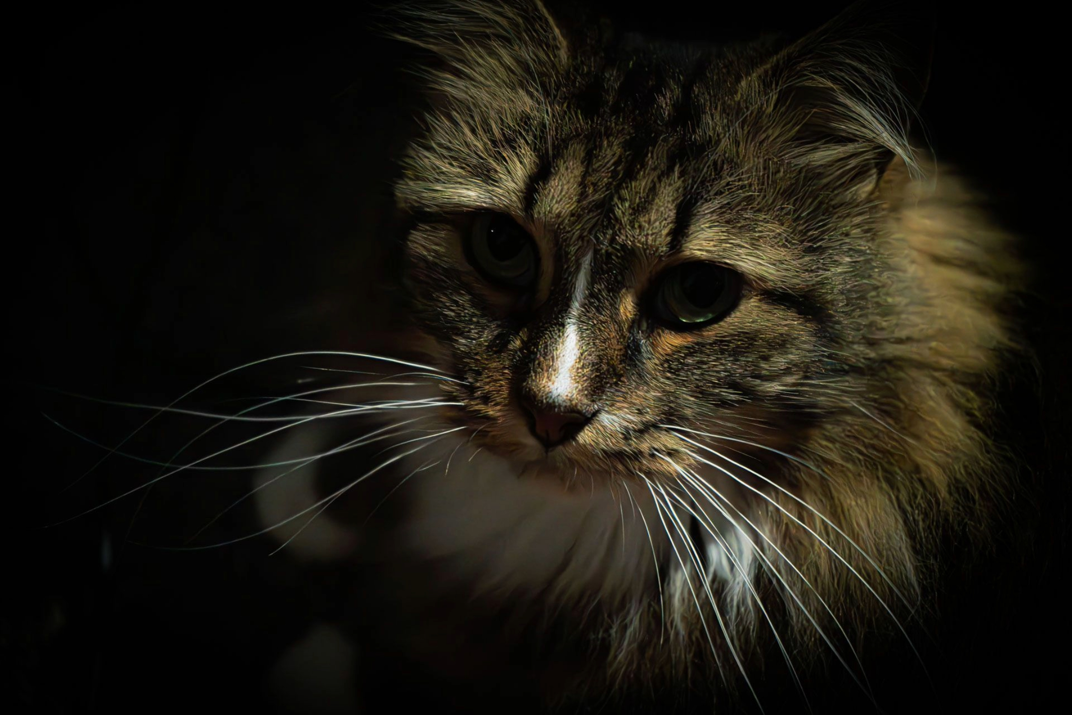 Photo of the Day, Wildlife Photography, Cat Photography, Photography Awards, Light & Composition University - Sleepy Head by Chris Lambert Sleepy Head by Chris Lambert - Photo of the Day, Wildlife Photography, Cat Photography, Photography Awards, Light & Composition University