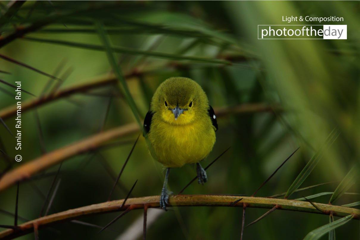 Snapshot of a Common Iora by Saniar Rahman Rahul - Wildlife Photography, Nature Photography, Bird Photography, Photo of the Day, Common Iora