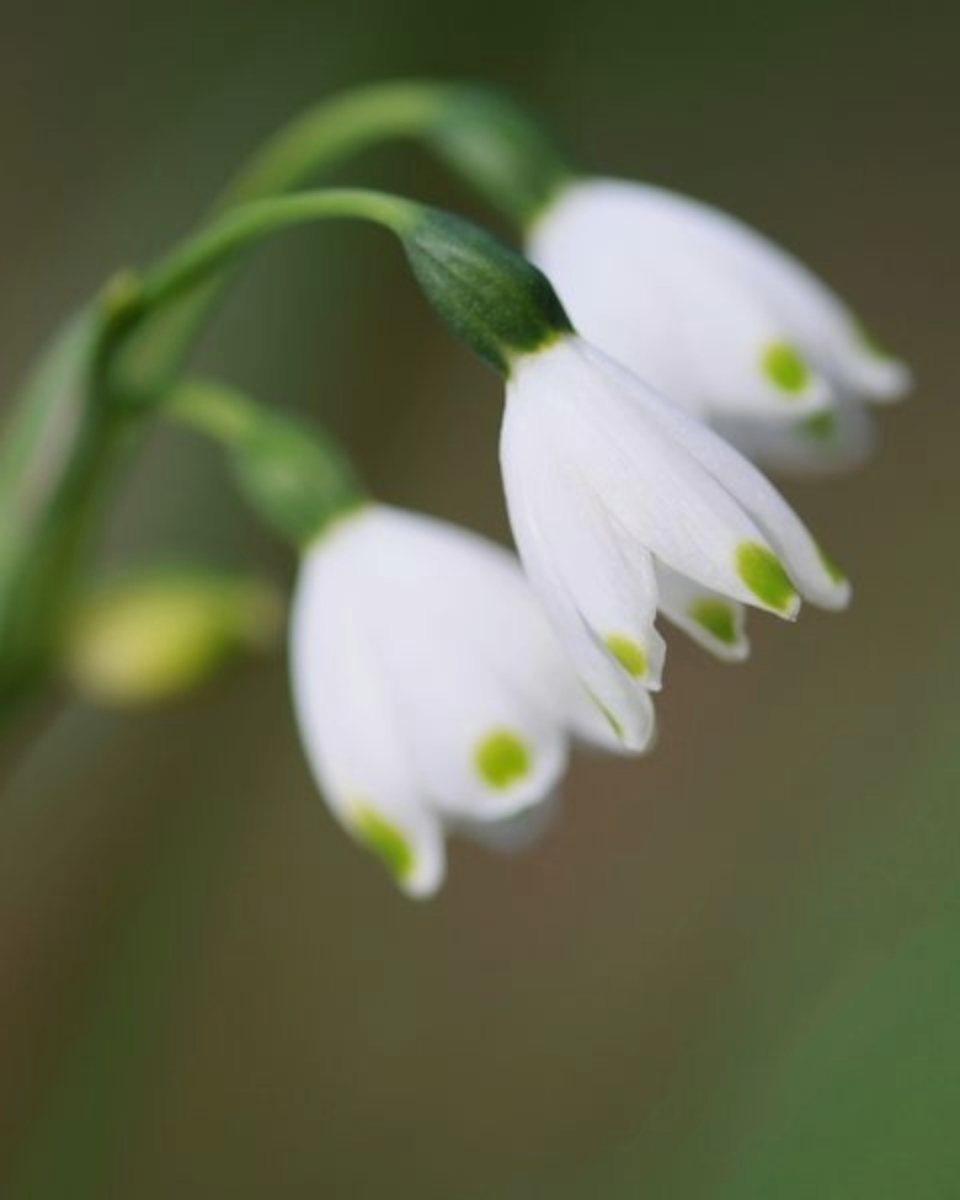 Nature Photography, Macro Photography, Spring Flowers, Photo of the Day, Leanne Lindsay - Snow-drops by Leanne Lindsay Snow-drops by Leanne Lindsay - Nature Photography, Macro Photography, Spring Flowers, Photo of the Day, Leanne Lindsay