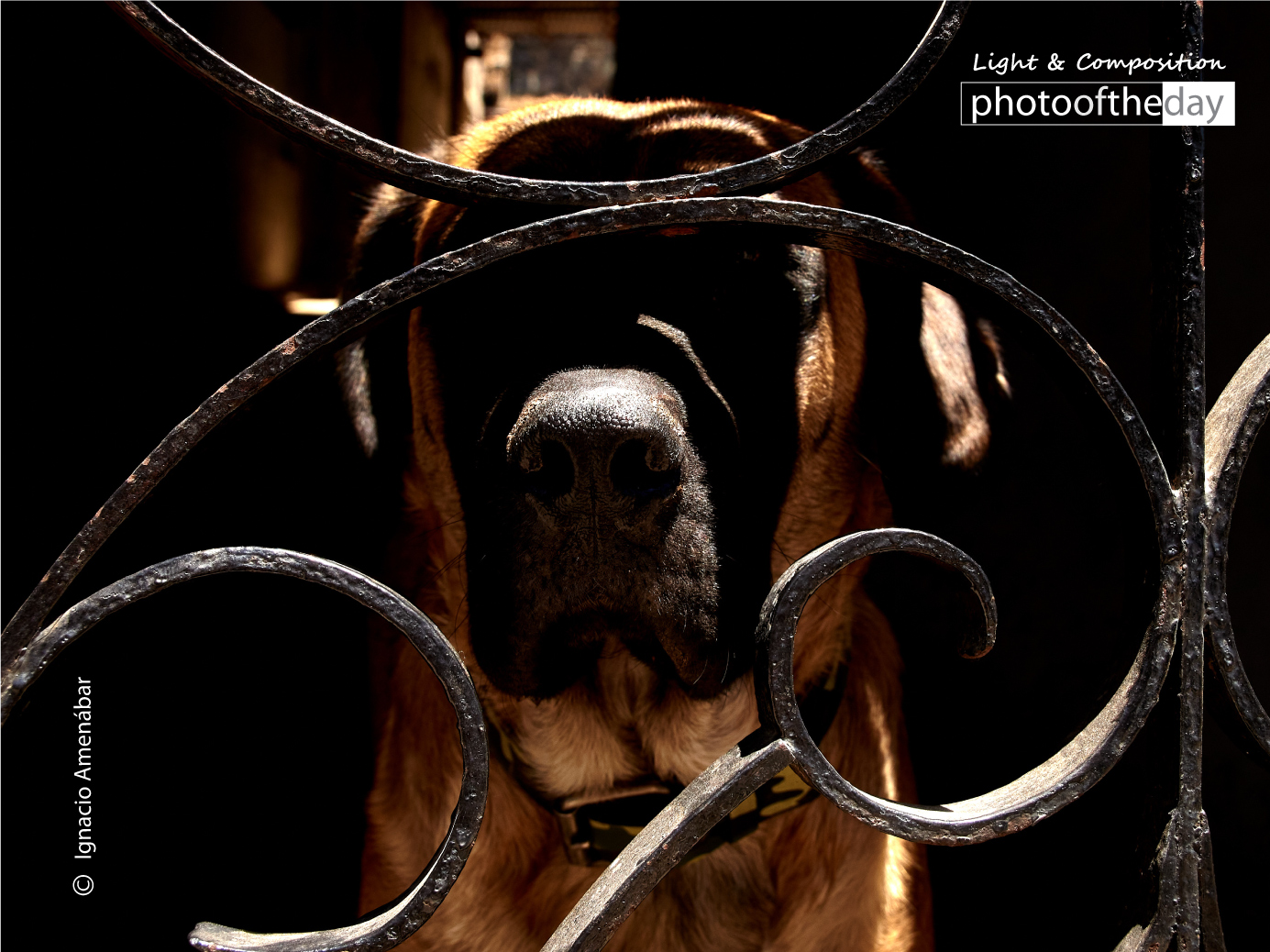 Spiral Dog by Ignacio Amenábar - Photojournalism, Photography, Art Photography, Photo of the Day, Ignacio Amenábar