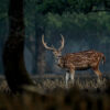 Spotted Deer in the Sundarbans by Saniar Rahman Rahul - Wildlife Photography, Spotted Deer, Sundarbans, Photo of the Day, Nature Photography