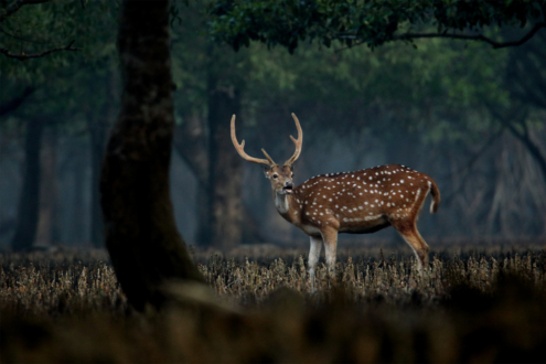 Spotted Deer in the Sundarbans by Saniar Rahman Rahul - Wildlife Photography, Spotted Deer, Sundarbans, Photo of the Day, Nature Photography