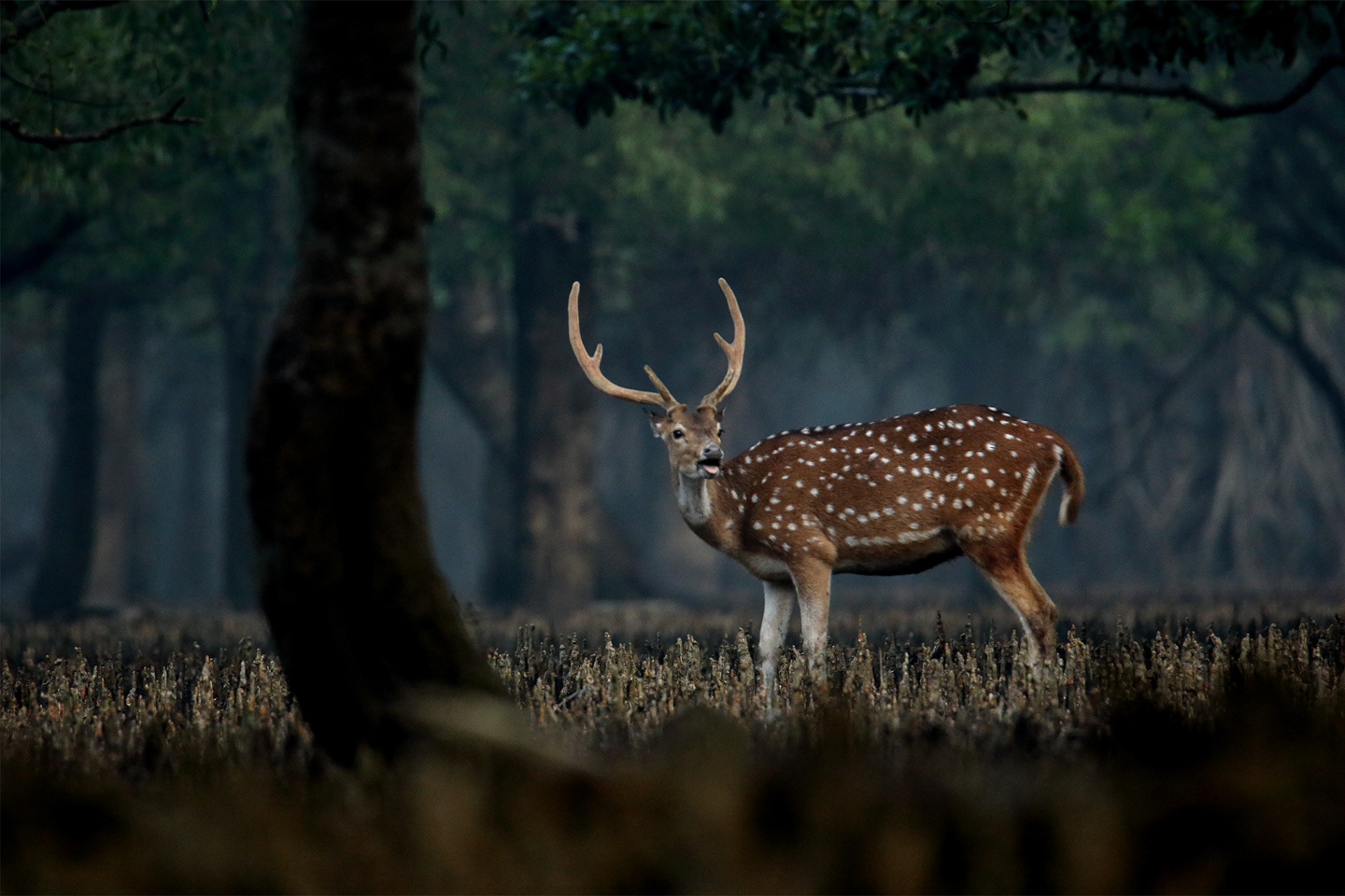 Wildlife Photography, Spotted Deer, Sundarbans, Photo of the Day, Nature Photography - Spotted Deer in the Sundarbans by Saniar Rahman Rahul Spotted Deer in the Sundarbans by Saniar Rahman Rahul - Wildlife Photography, Spotted Deer, Sundarbans, Photo of the Day, Nature Photography