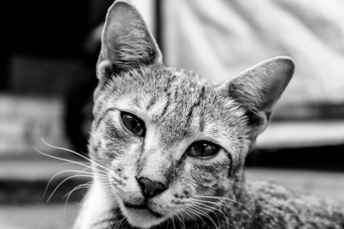 Strong Curiosity by Asyrof Muzoffar - Photo of the Day, Art Photography, Black and White Photography, Photography Awards, Online Photography Courses