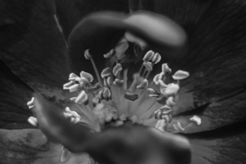 Stunning Art with Tiny Detail by Mohamed Amine Hemmi - Close-up Photography, Art Photography, Photography Awards, Photo of the Day, Online Photography Courses