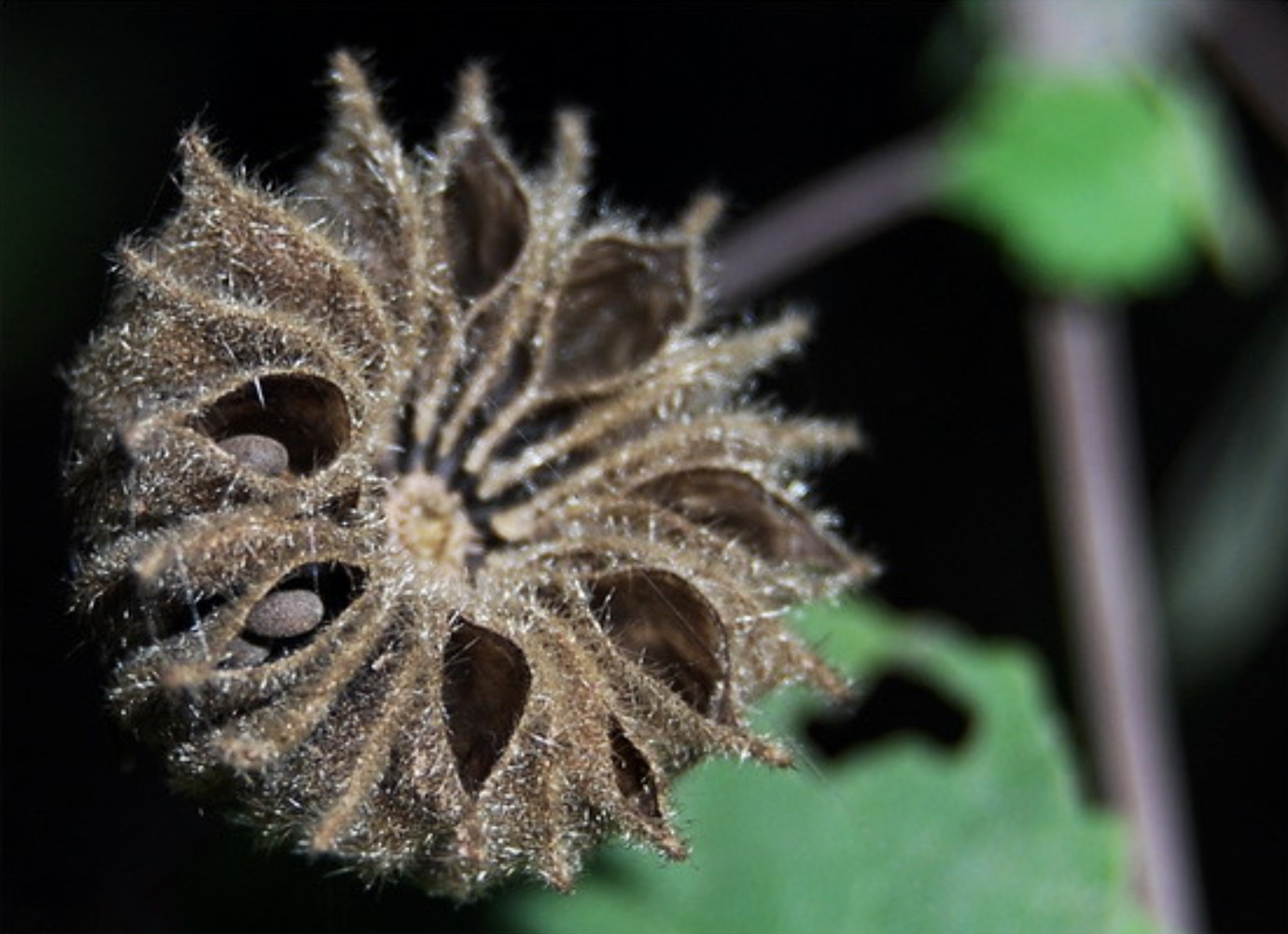 The Emergence of the New by Shahnaz Parvin - Nature Photography, Photojournalism, Art Photography, Photography Education, Photo of the Day