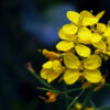 The Golden Allure of Yellow Mustard by Shahnaz Parvin - Photojournalism, Photography, Art Photography, Photo of the Day, Light & Composition University