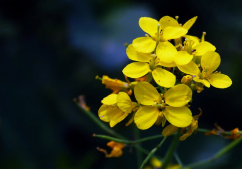 The Golden Allure of Yellow Mustard by Shahnaz Parvin - Photojournalism, Photography, Art Photography, Photo of the Day, Light & Composition University