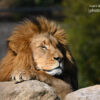 Wildlife Photography, Photojournalism, Art Photography, Photo of the Day, Light & Composition University – The King – Basking in the Sun by Leanne Lindsay The King - Basking in the Sun by Leanne Lindsay - Wildlife Photography, Photojournalism, Art Photography, Photo of the Day, Light & Composition University