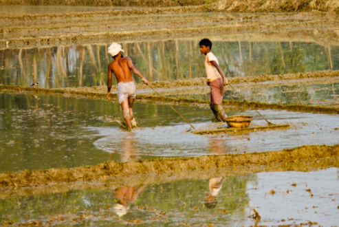The Timeless Rhythm of Agricultural Life by Shahnaz Parvin - Photojournalism, Agricultural Photography, Documentary Photography, Photography Awards, Light & Composition University