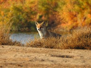 The Color of Nature by Sarvenaz Saadat
