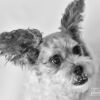 Theo by Leanne Lindsay - Photo of the Day, Art Photography, Photography, Monochrome Photography, Pet Photography