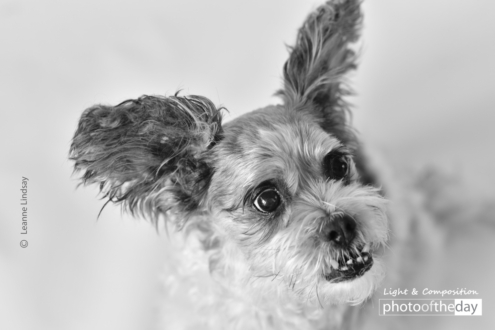 Theo by Leanne Lindsay - Photo of the Day, Art Photography, Photography, Monochrome Photography, Pet Photography