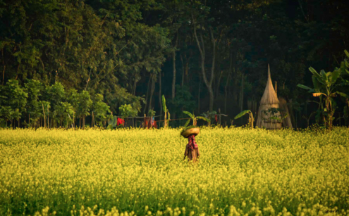 Through the Yellow Expanse by Shahnaz Parvin - Photojournalism, Photography, Art Photography, Photo of the Day, Light & Composition University