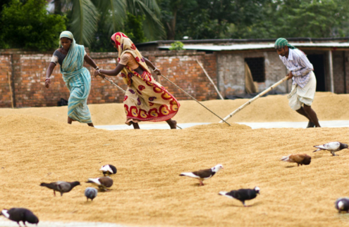 Tirelessly Harvesting Rice by Shahnaz Parvin - Photojournalism, Documentary Photography, Photography Awards, Rice Harvest, Shahnaz Parvin