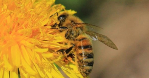 Honey Bee by Giulia Avona - Nature Photography, Honey Bee Photography, Photo of the Day, Wildlife Photography, Macro Photography