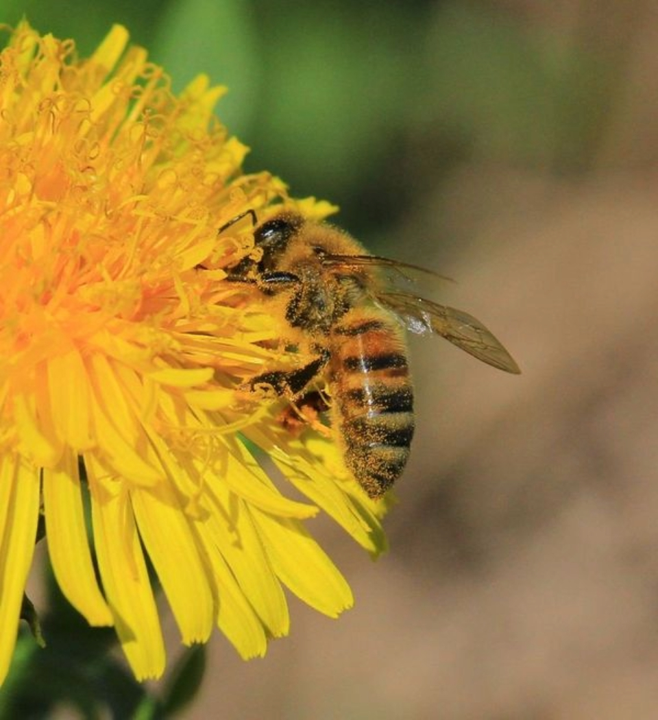 Honey Bee by Giulia Avona - Nature Photography, Honey Bee Photography, Photo of the Day, Wildlife Photography, Macro Photography