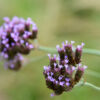 Weeds in the Grass by Leanne Lindsay - Nature Photography, Photography, Photo of the Day, Leanne Lindsay, Light & Composition University