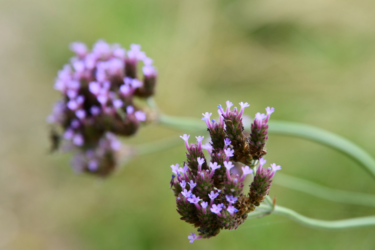 Weeds in the Grass by Leanne Lindsay - Nature Photography, Photography, Photo of the Day, Leanne Lindsay, Light & Composition University