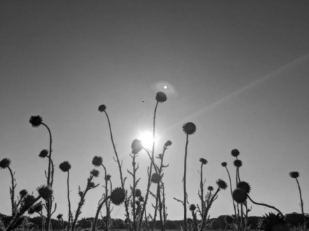 Bee by Olga Kulemina - Art Photography, Nature Photography, Bee Photography, Olga Kulemina, Photojournalism