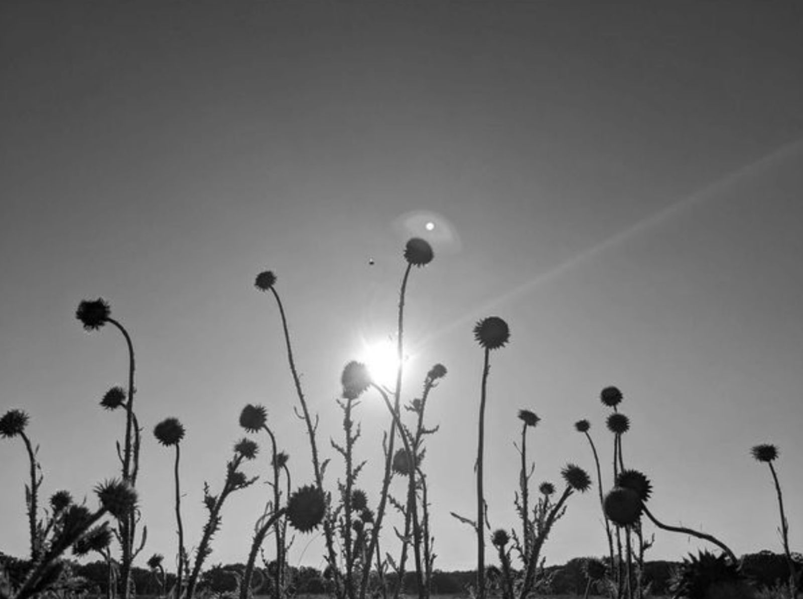 Bee by Olga Kulemina - Art Photography, Nature Photography, Bee Photography, Olga Kulemina, Photojournalism