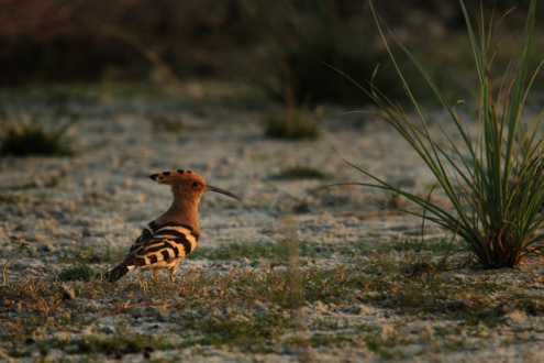 Winter Reverie with the Hoopoe by Saniar Rahman Rahul - Art Photography, Wildlife Photography, Photo of the Day, Photography Awards, Online Photography Courses