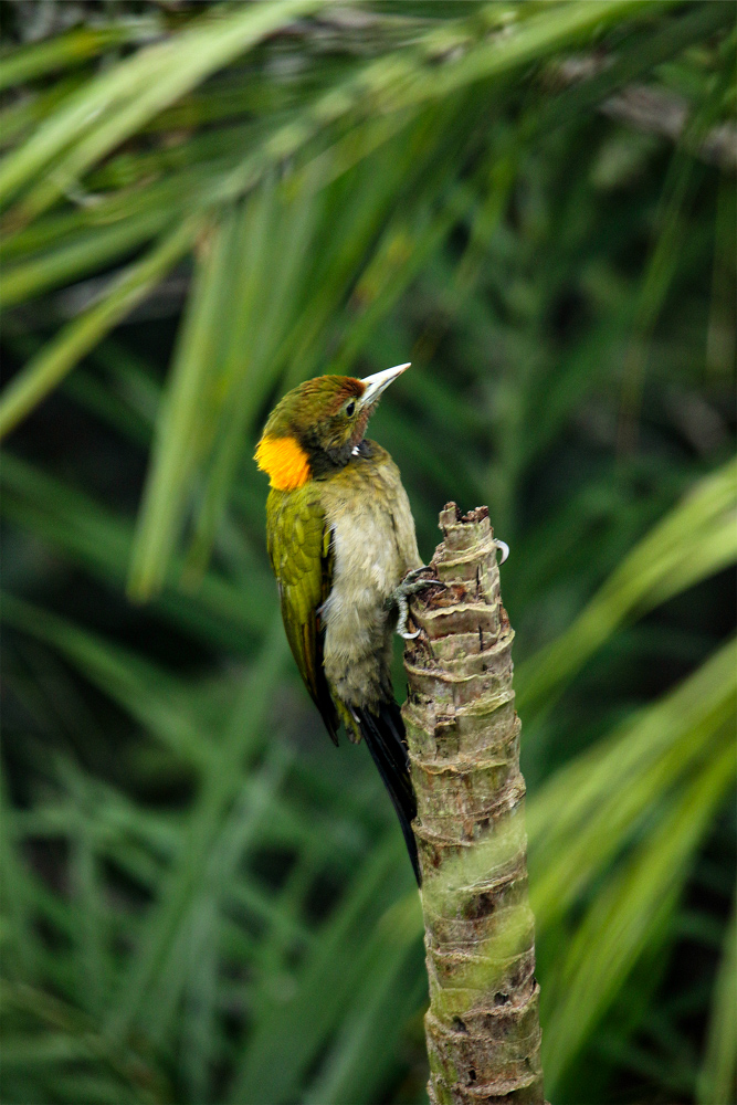 Yellownape Graces a Golpata Tree by Saniar Rahman Rahul - Wildlife Photography, Nature Photography, Photo of the Day, Bird Photography, Saniar Rahman Rahul