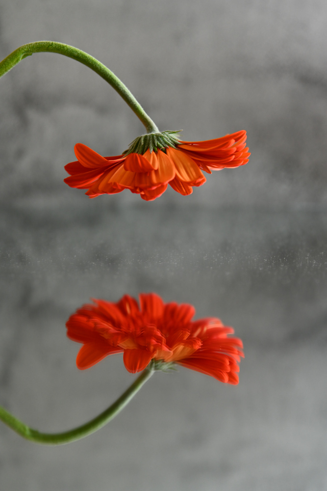 You and Me by Leanne Lindsay - Still Life Photography, Photography Techniques,  Art Photography, Online Photography Courses, Leanne Lindsay