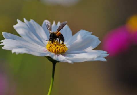 A Bee Delicately Extracting Honey by Shahnaz Parvin - Nature Photography, Wildlife Photography, Photo of the Day, Photography Education, Light & Composition University