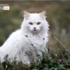 A White Cat by Silvia Bukovac Gasevic - Animal Photography, Photo of the Day, Photography Awards, White Cat, Light & Composition University