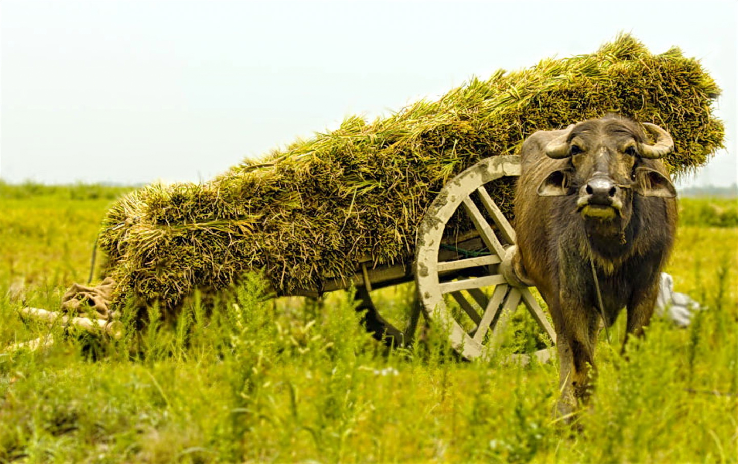 Dont Look at Me This Way by Shahnaz Parvin - Photojournalism, Photography, Art Photography, Photo of the Day, Light & Composition University