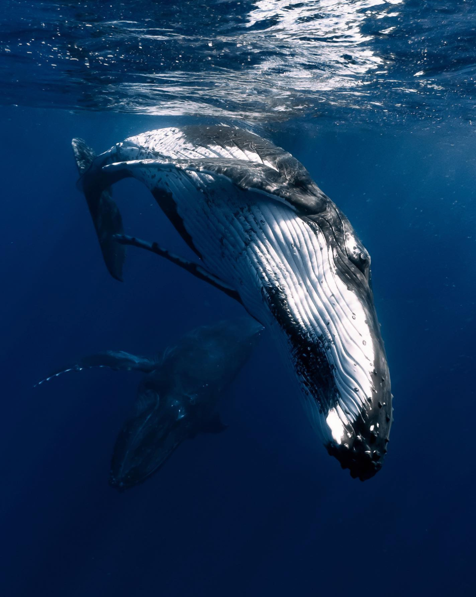 Close Call by Arnaud Fabregues - Photojournalism, Marine Photography, Underwater Photography, Photography Awards, Arnaud Fabregues